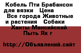 Кобель Пти Брабансон для вязки › Цена ­ 30 000 - Все города Животные и растения » Собаки   . Ханты-Мансийский,Пыть-Ях г.